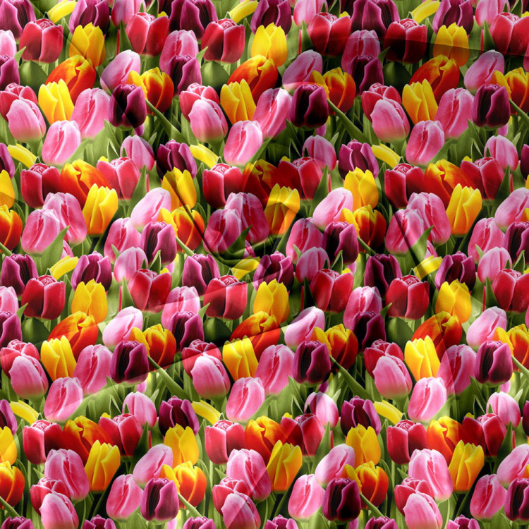 Pościel 140x200 bawełna satynowa 3D Cotton World gruba 2 części 2472 tulipany